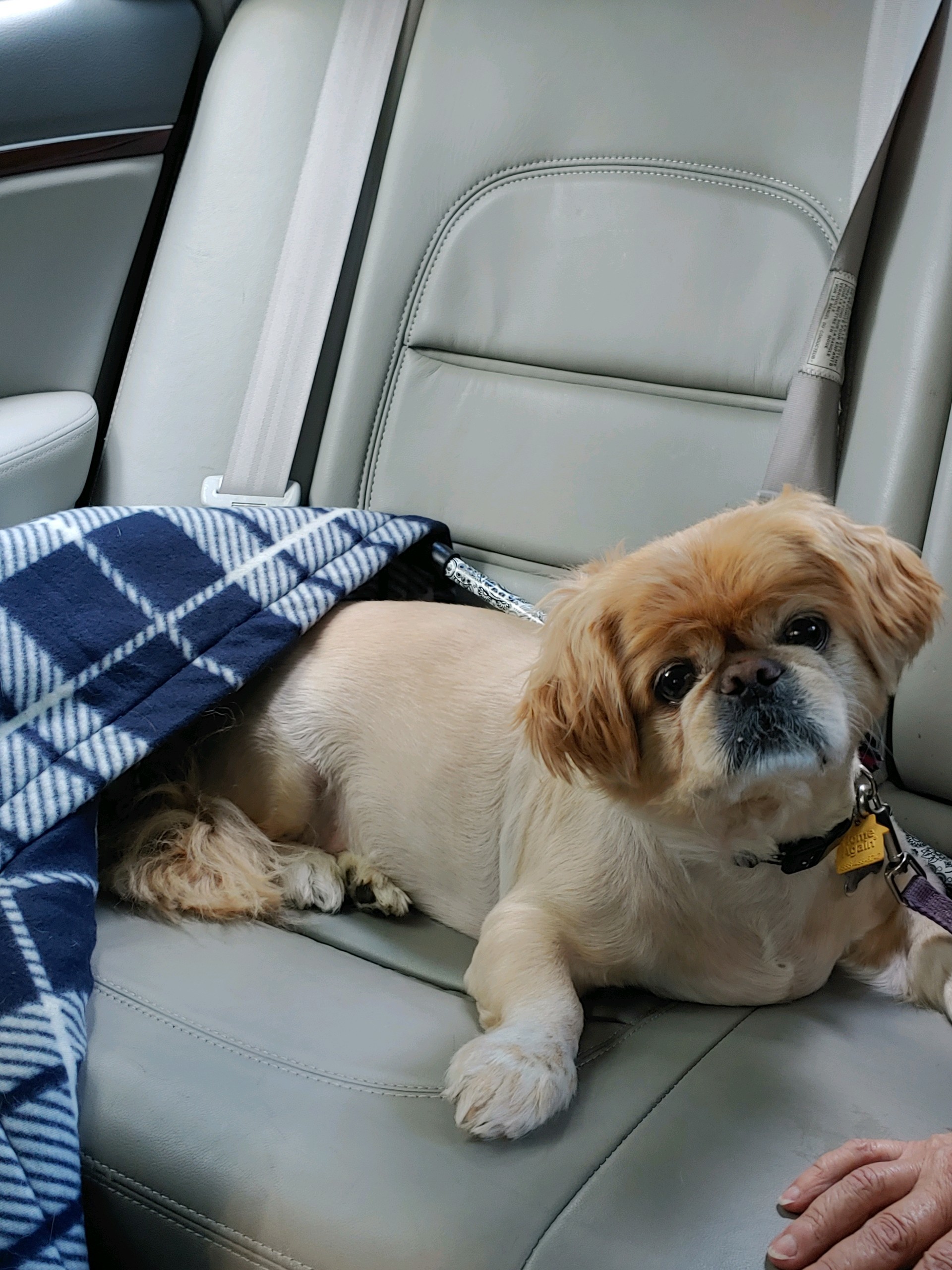 Nugget has been adopted!, an adoptable Pekingese in Hillsdale, NJ, 07642 | Photo Image 2