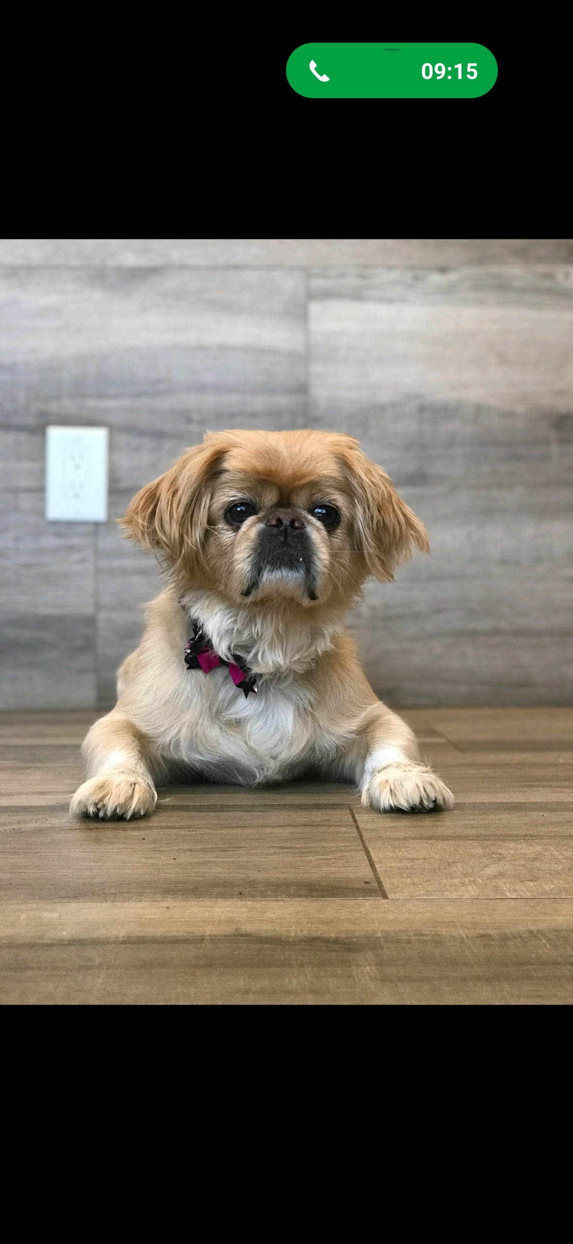 Nugget has been adopted!, an adoptable Pekingese in Hillsdale, NJ, 07642 | Photo Image 1