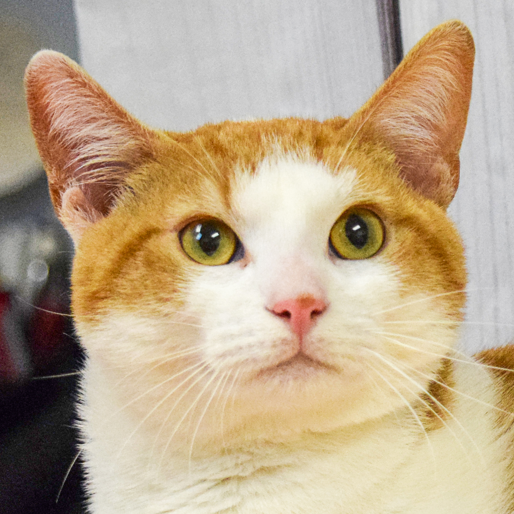 Cheeseball, an adoptable Tabby, Domestic Short Hair in Huntley, IL, 60142 | Photo Image 1