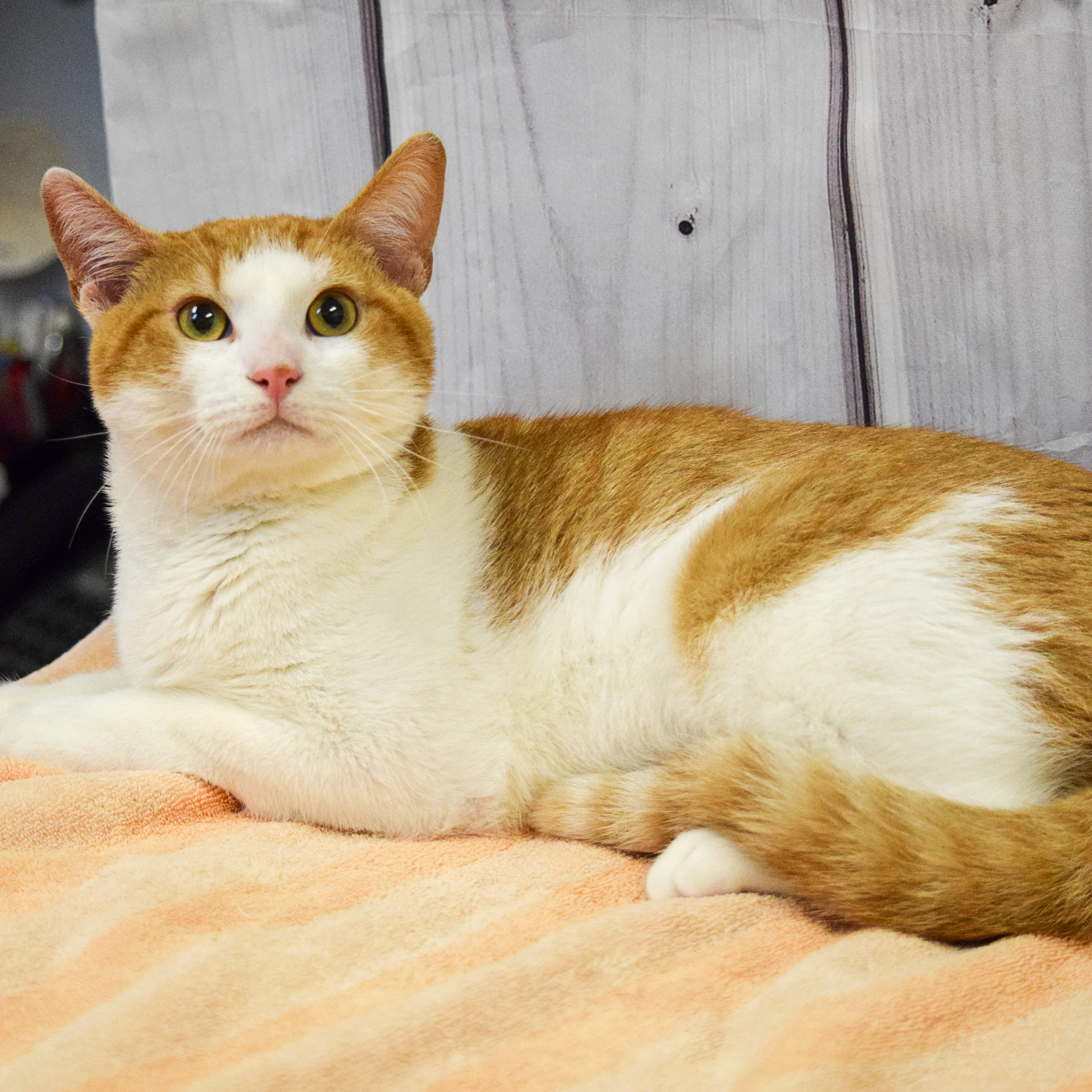 Cheeseball, an adoptable Tabby, Domestic Short Hair in Huntley, IL, 60142 | Photo Image 2