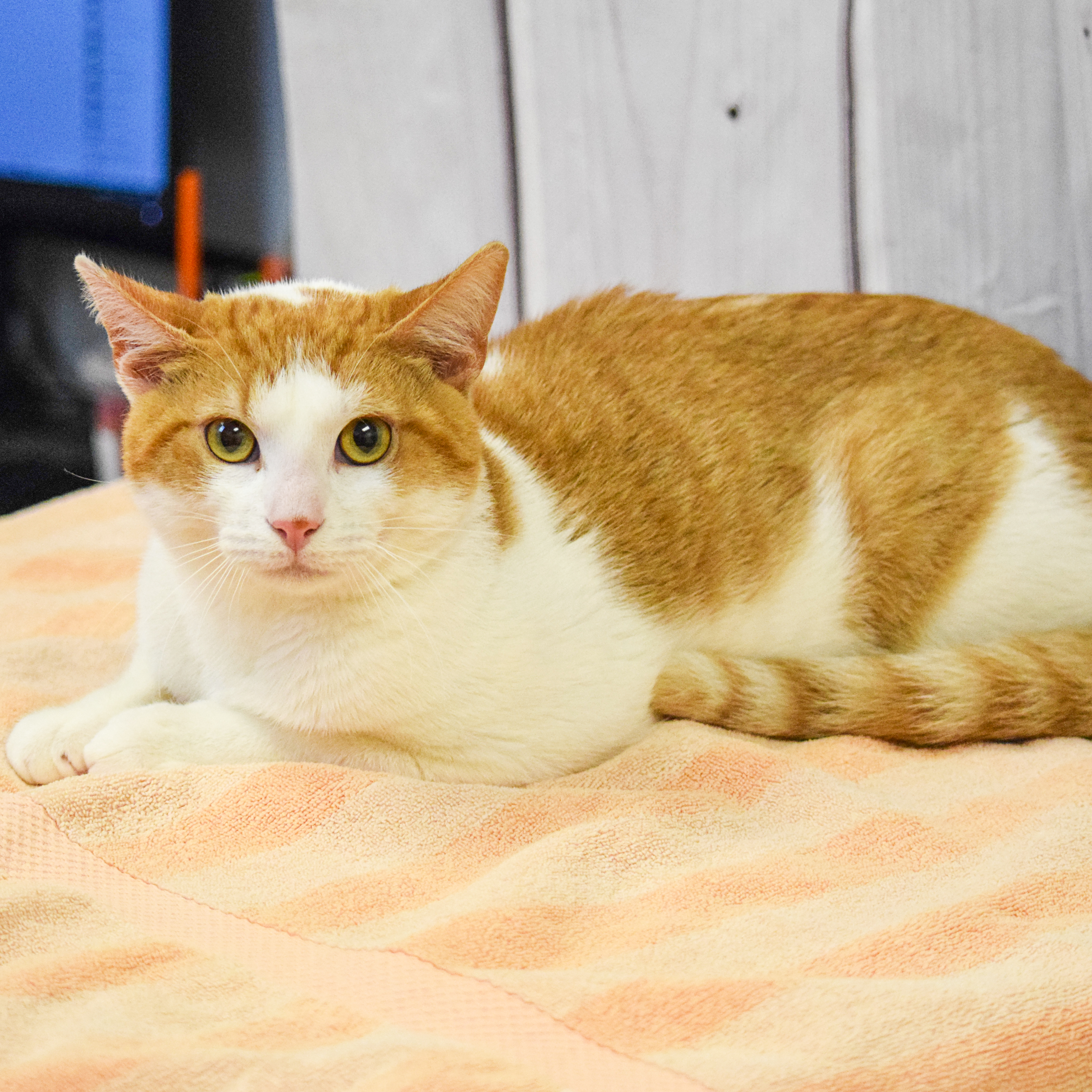 Cheeseball, an adoptable Tabby, Domestic Short Hair in Huntley, IL, 60142 | Photo Image 3