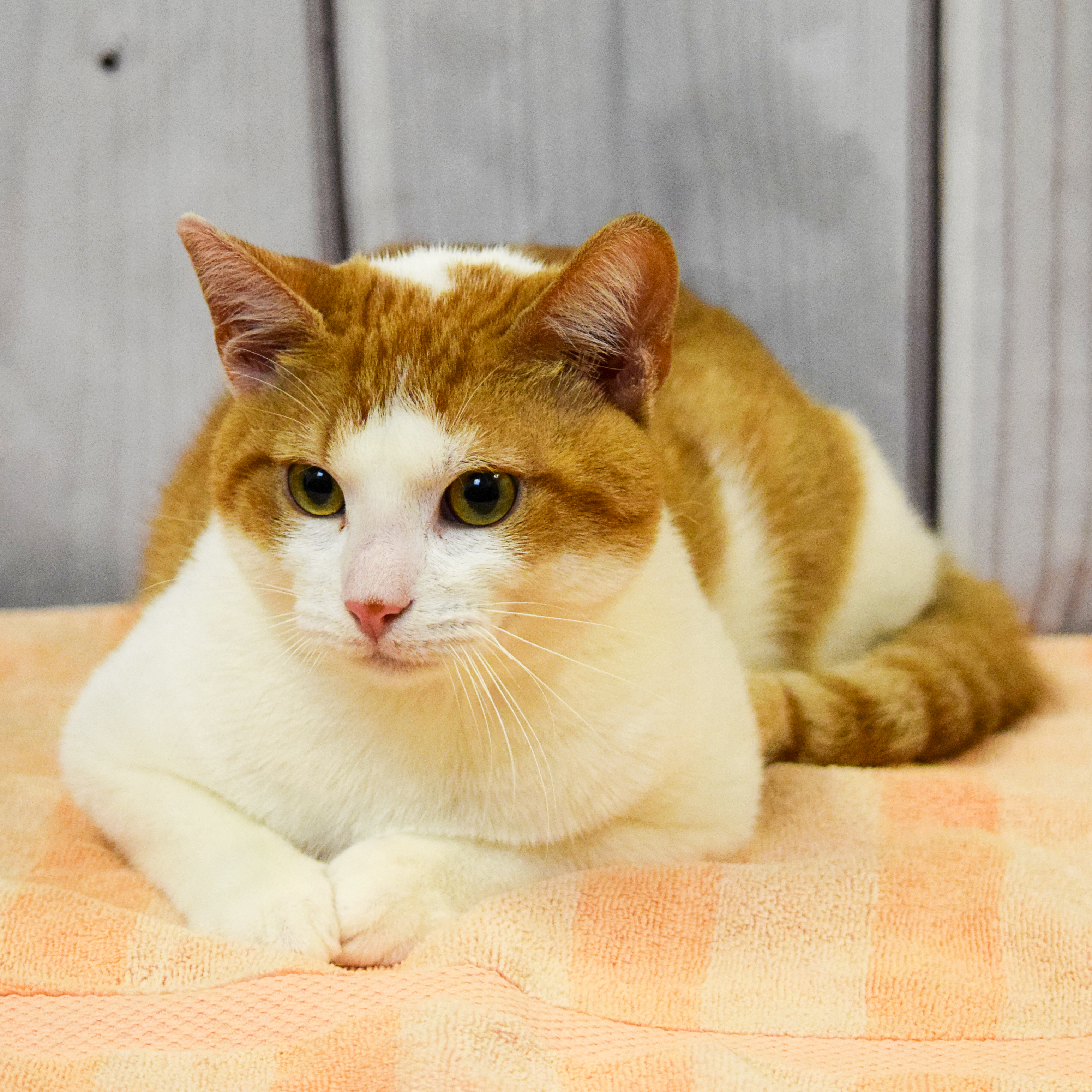 Cheeseball, an adoptable Tabby, Domestic Short Hair in Huntley, IL, 60142 | Photo Image 4