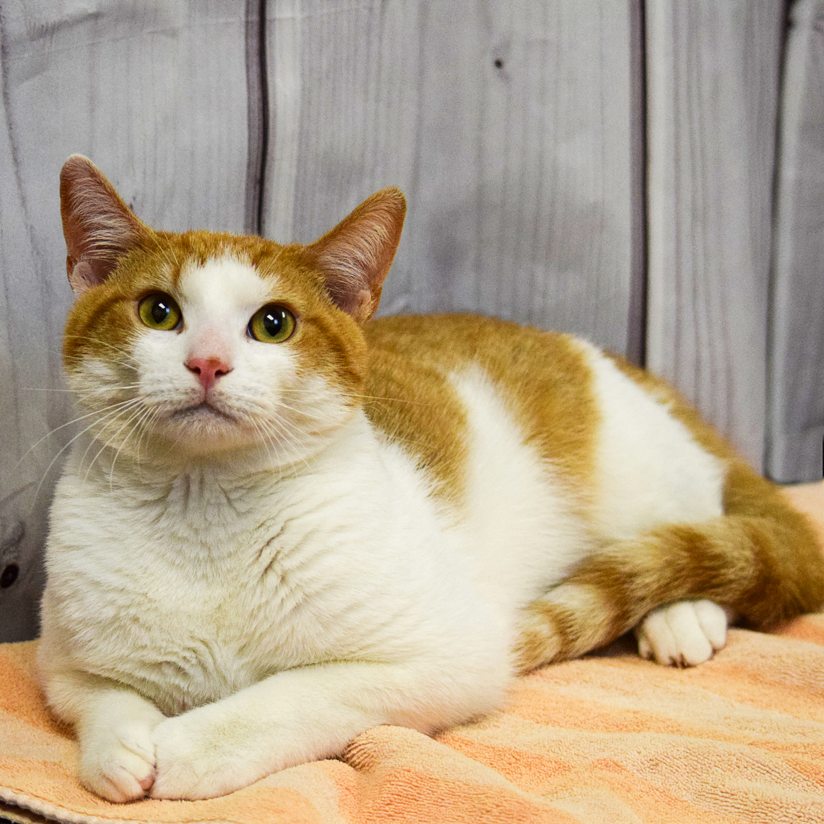 Cheeseball, an adoptable Tabby, Domestic Short Hair in Huntley, IL, 60142 | Photo Image 5