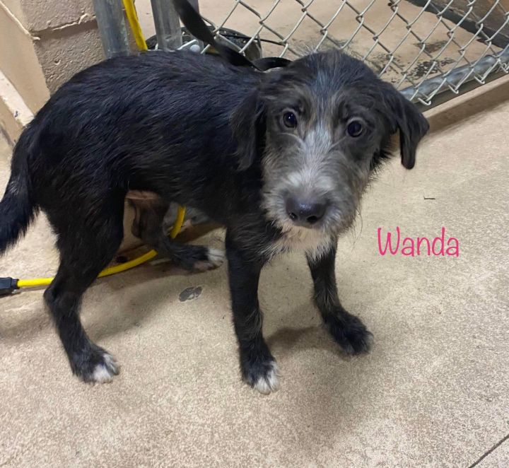 Wanda 2