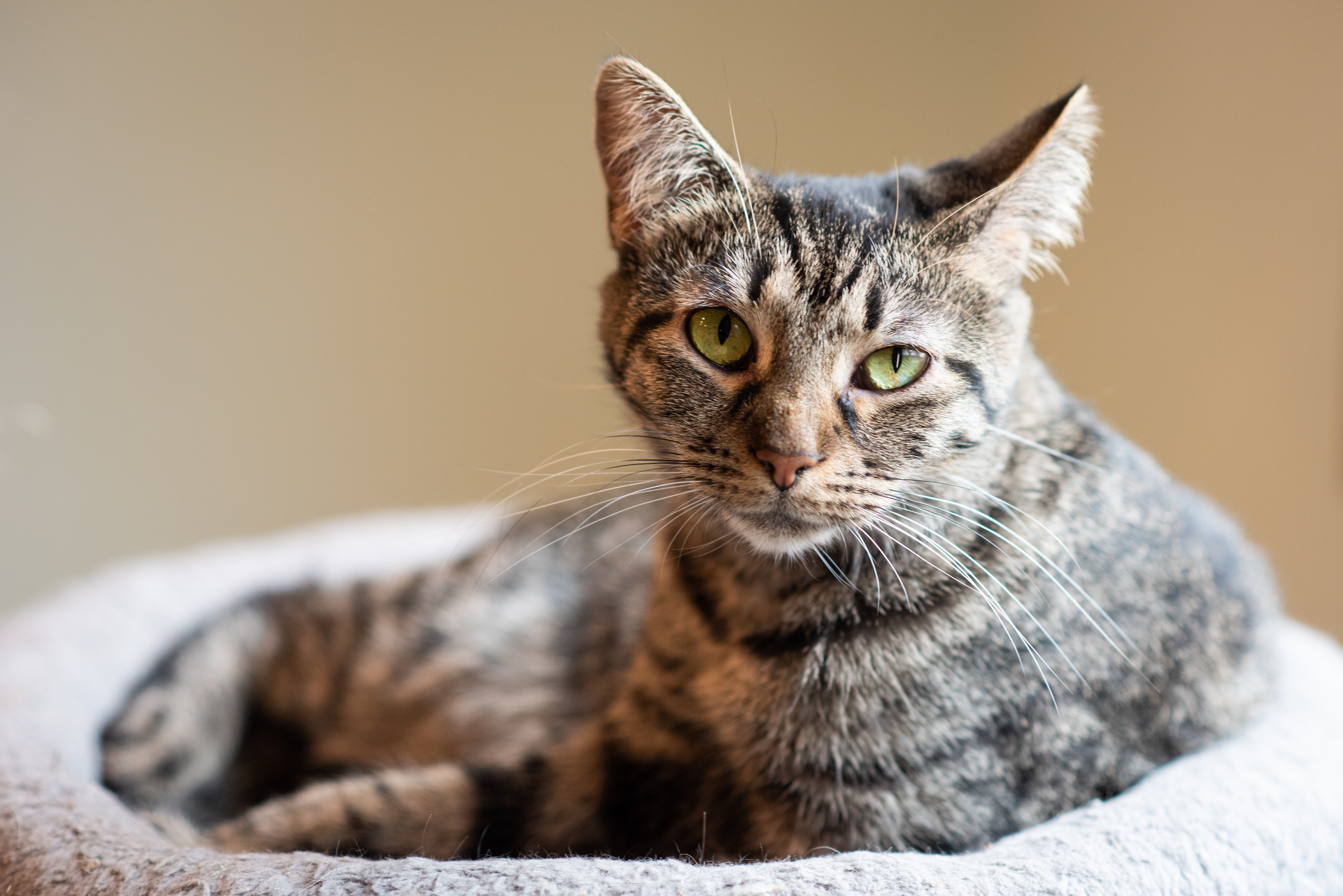 Tinkerbelle, an adoptable Domestic Short Hair in New Cumberland, WV, 26047 | Photo Image 2