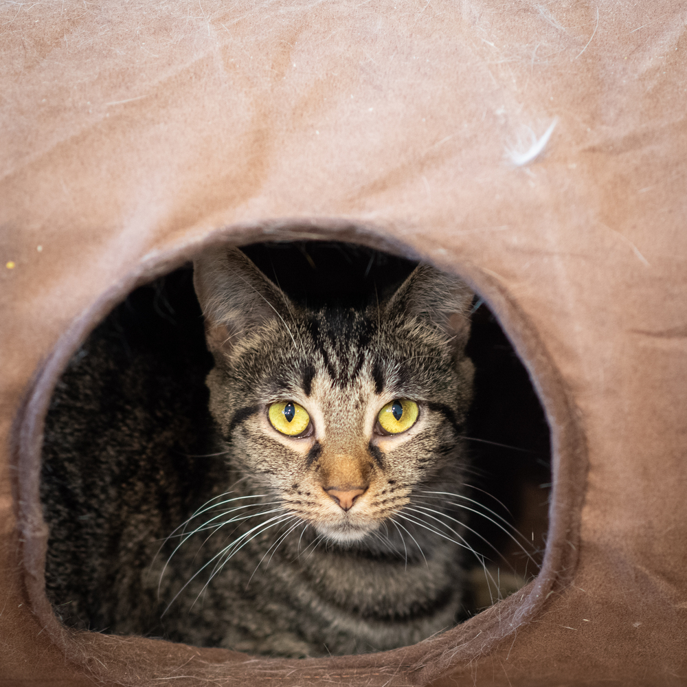Tinkerbelle, an adoptable Domestic Short Hair in New Cumberland, WV, 26047 | Photo Image 3