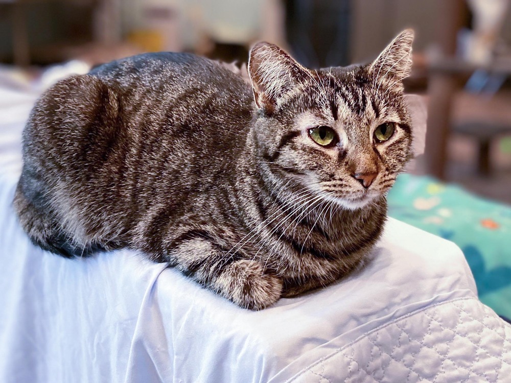 Tinkerbelle, an adoptable Domestic Short Hair in New Cumberland, WV, 26047 | Photo Image 3