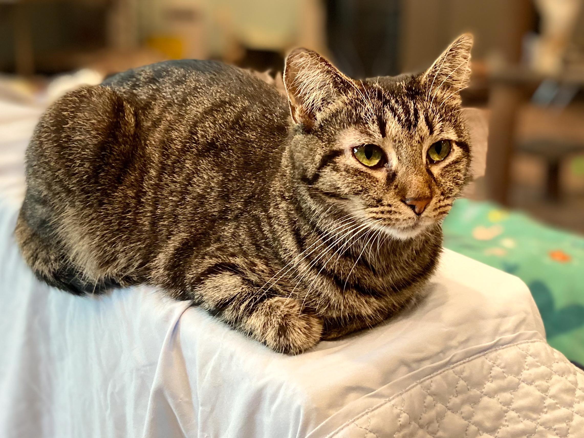 Tinkerbelle, an adoptable Domestic Short Hair in New Cumberland, WV, 26047 | Photo Image 4