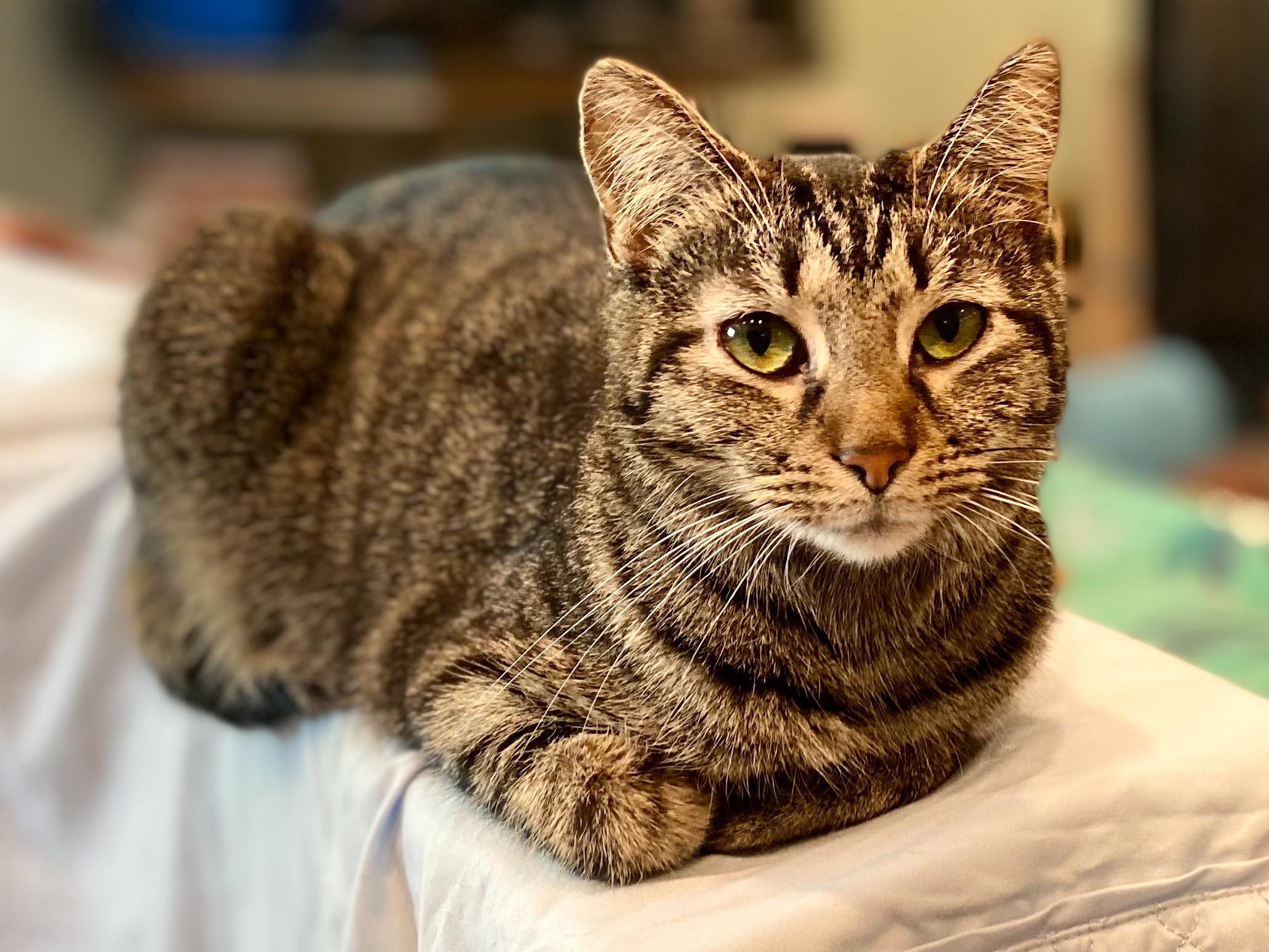 Tinkerbelle, an adoptable Domestic Short Hair in New Cumberland, WV, 26047 | Photo Image 1