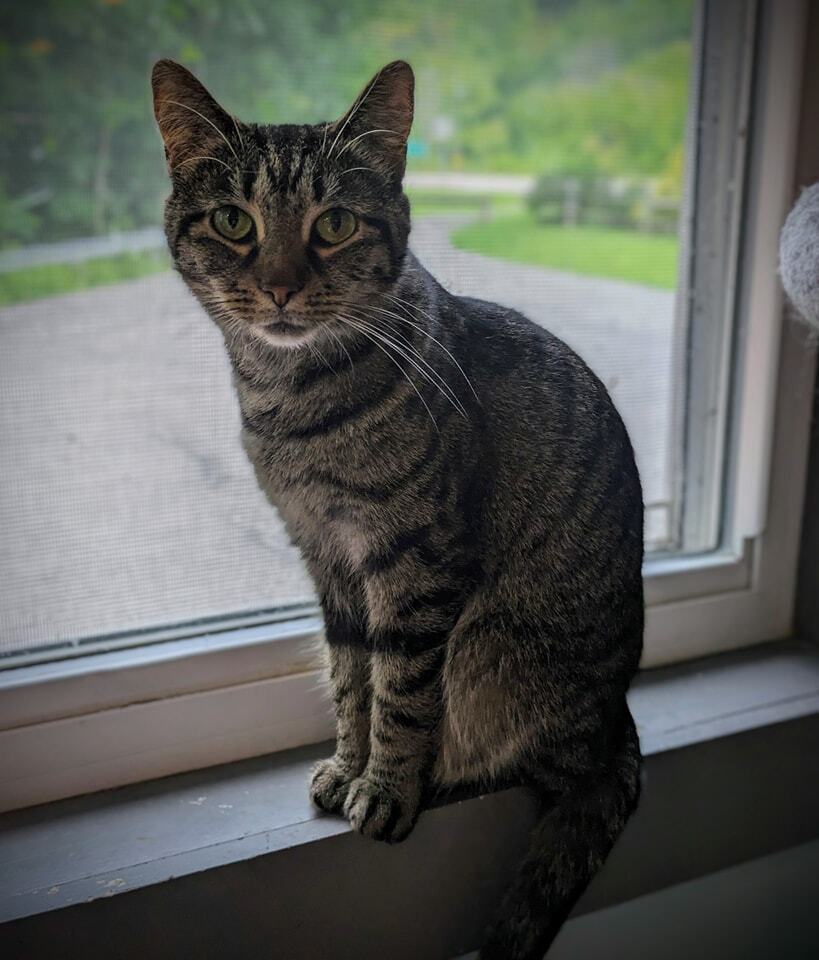 Tinkerbelle, an adoptable Domestic Short Hair in New Cumberland, WV, 26047 | Photo Image 6