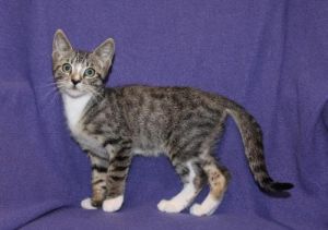 Cat For Adoption Newt A Tuxedo Tabby Mix In Buford Ga Petfinder