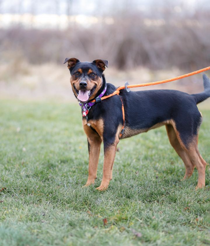 Rita, an adopted Cattle Dog Mix in Oxford, MI_image-1