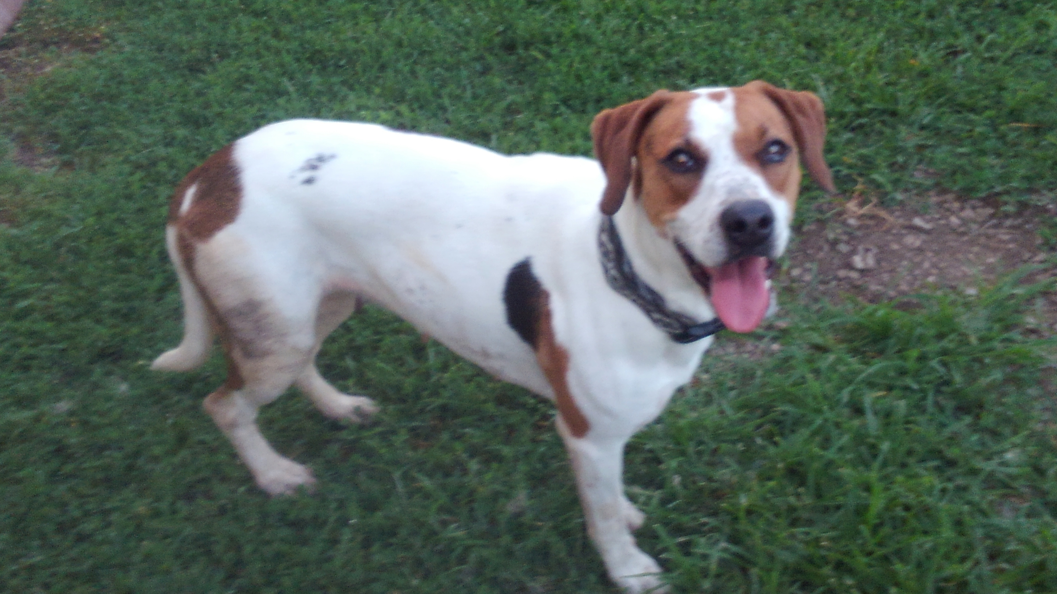 Kia, an adoptable Beagle in Falls City, NE, 68355 | Photo Image 1