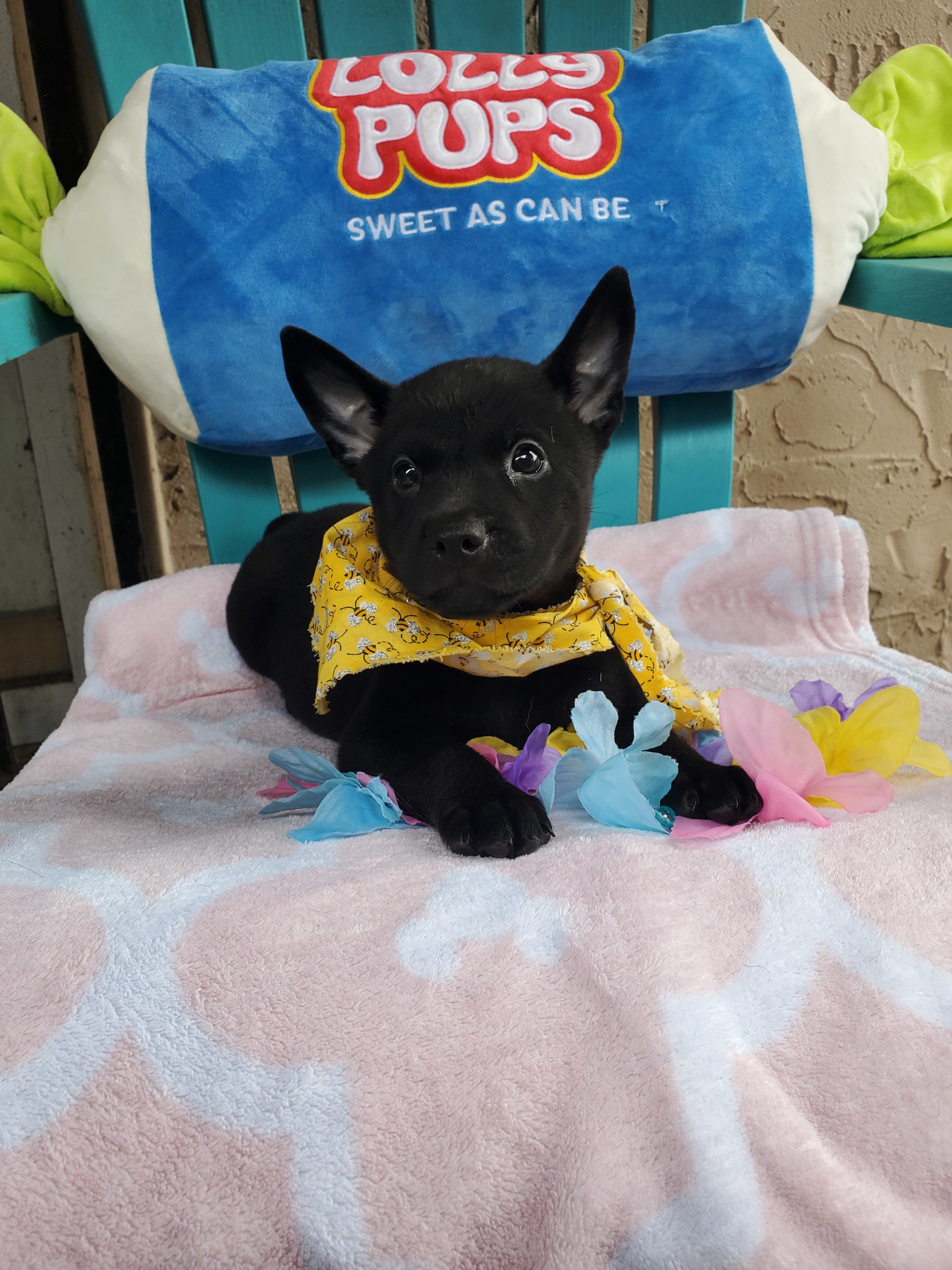 Loralai, an adoptable Australian Kelpie in Orlando, FL, 32861 | Photo Image 5