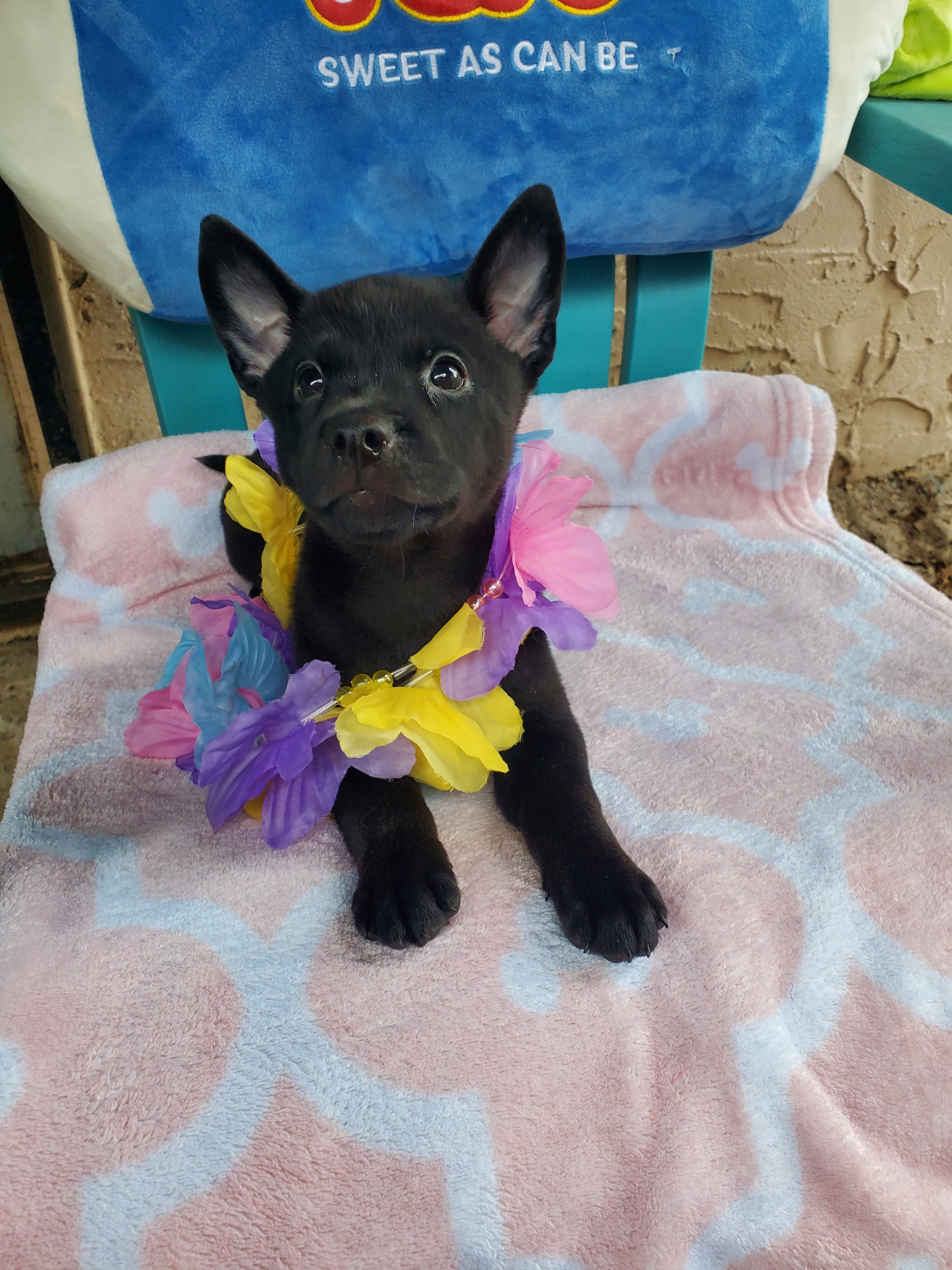 Loralai, an adoptable Australian Kelpie in Orlando, FL, 32861 | Photo Image 7