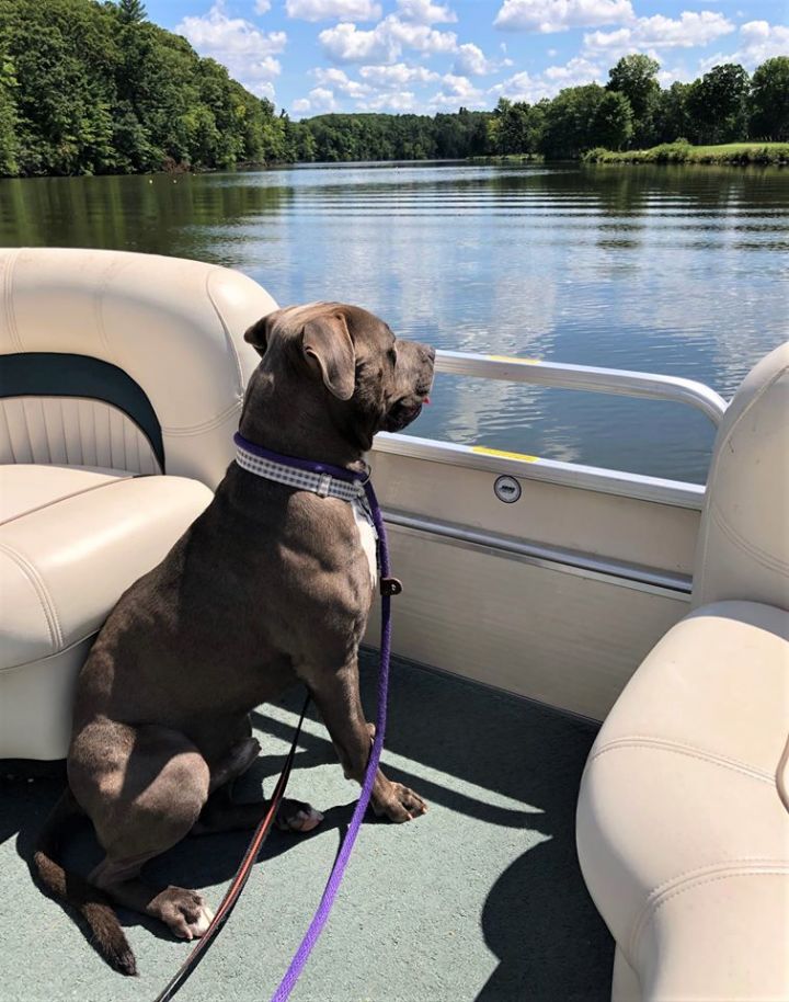 Poncho, an adoptable American Bulldog Mix in Lake Odessa, MI