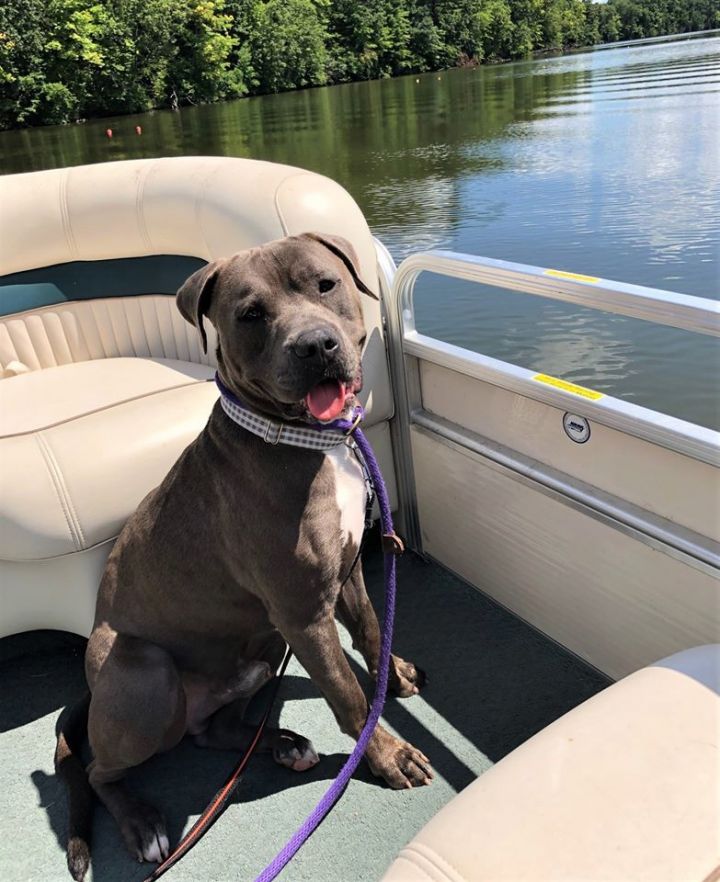 Poncho, an adoptable American Bulldog Mix in Lake Odessa, MI