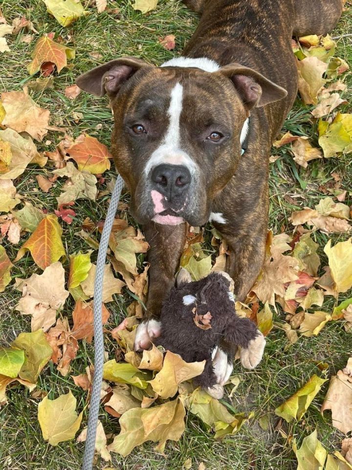 Bandit, an adoptable American Bulldog Mix in Lake Odessa, MI_image-2