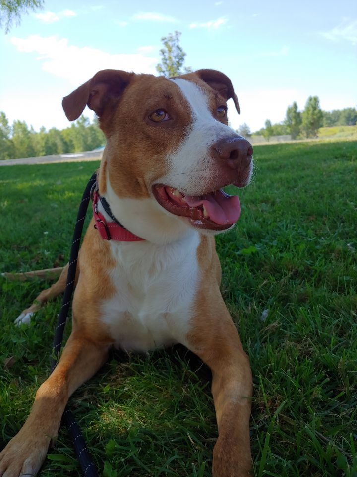 Sally, an adoptable Labrador Retriever Mix in Lake Odessa, MI