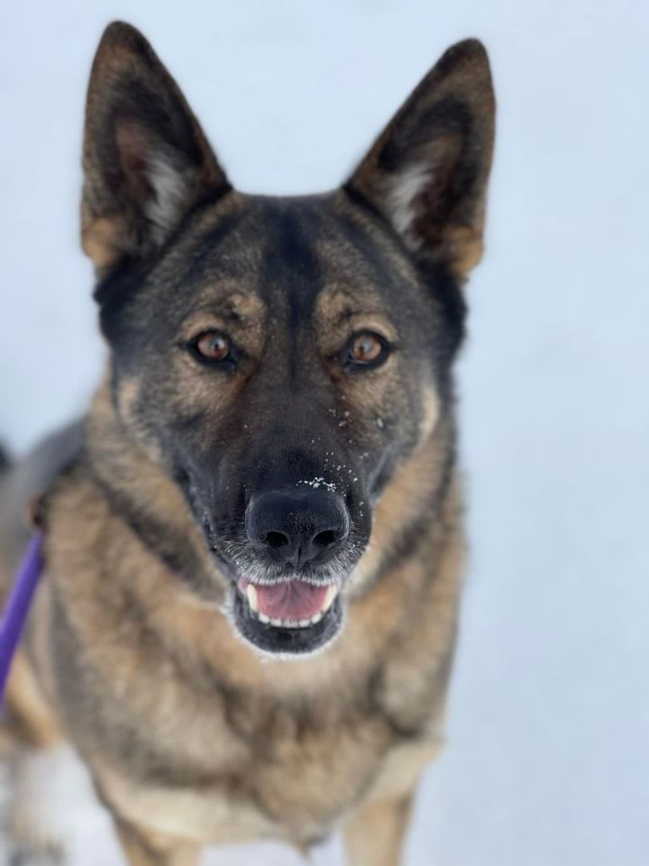 Kenai, an adoptable German Shepherd Dog Mix in Lake Odessa, MI_image-1