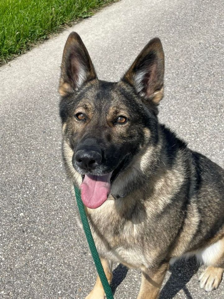 Kenai, an adoptable German Shepherd Dog Mix in Lake Odessa, MI_image-6