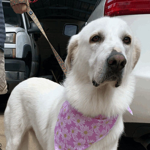 Lacey, an adoptable Great Pyrenees in Tulsa, OK, 74152 | Photo Image 2