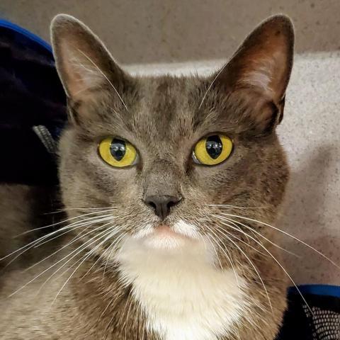 Theodore, an adoptable Domestic Short Hair in Sheridan, WY, 82801 | Photo Image 1