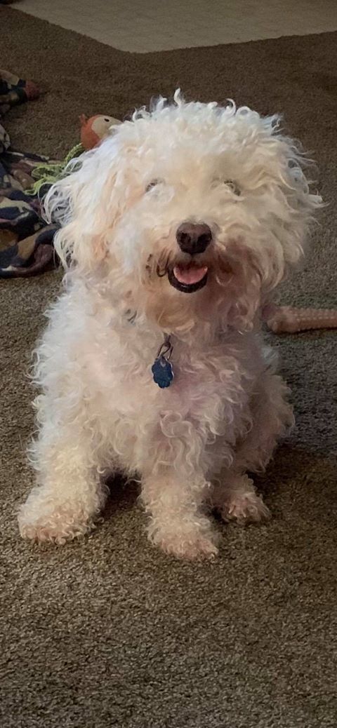 Dog For Adoption Lil Dig A Bichon Frise Mix In Jackson Wy