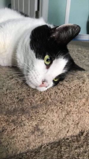 Cats For Adoption Near Baltimore Md Petfinder
