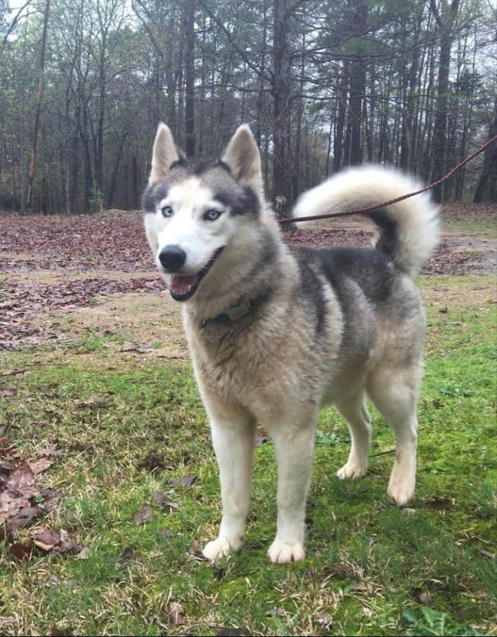 Dog For Adoption Kristoff A Siberian Husky In Rockmart Ga Petfinder