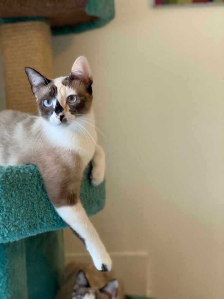 Cat for adoption Arissa Snowshoe Siamese, a Snowshoe & Siamese Mix