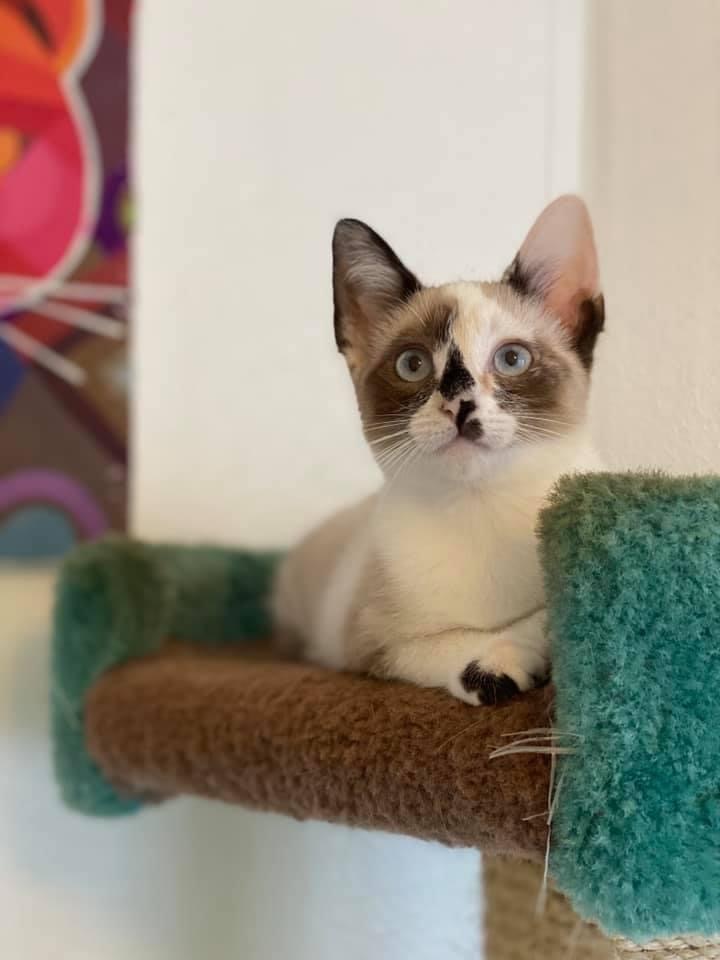 Cat for adoption - Arissa - Snowshoe Siamese, a Snowshoe ...