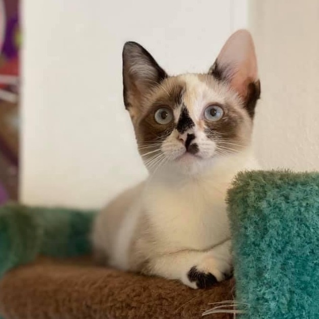 Cat for adoption - Arissa - Snowshoe Siamese, a Snowshoe & Siamese Mix ...