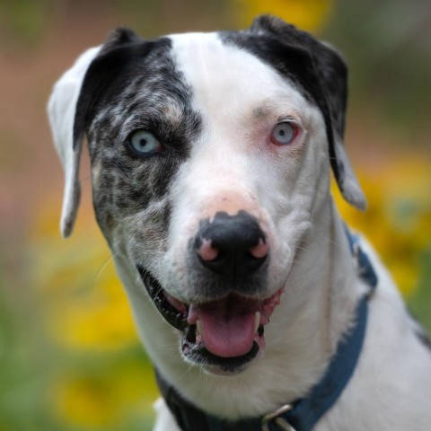 Frankie, an adoptable Catahoula Leopard Dog in Kanab, UT, 84741 | Photo Image 1