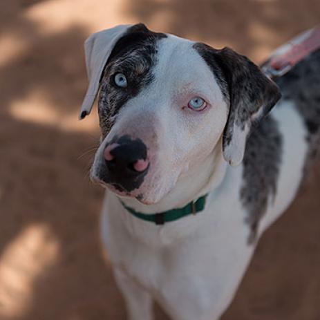 Frankie, an adoptable Catahoula Leopard Dog in Kanab, UT, 84741 | Photo Image 1