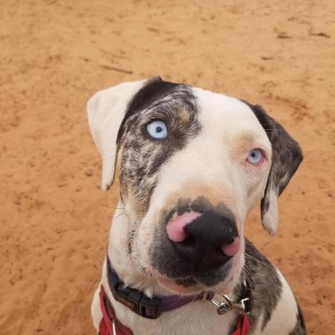 Frankie, an adoptable Catahoula Leopard Dog in Kanab, UT, 84741 | Photo Image 3