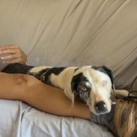 Frankie, an adoptable Catahoula Leopard Dog in Kanab, UT, 84741 | Photo Image 3