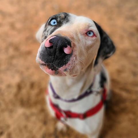 Frankie, an adoptable Catahoula Leopard Dog in Kanab, UT, 84741 | Photo Image 4