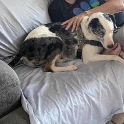 Frankie, an adoptable Catahoula Leopard Dog in Kanab, UT, 84741 | Photo Image 4