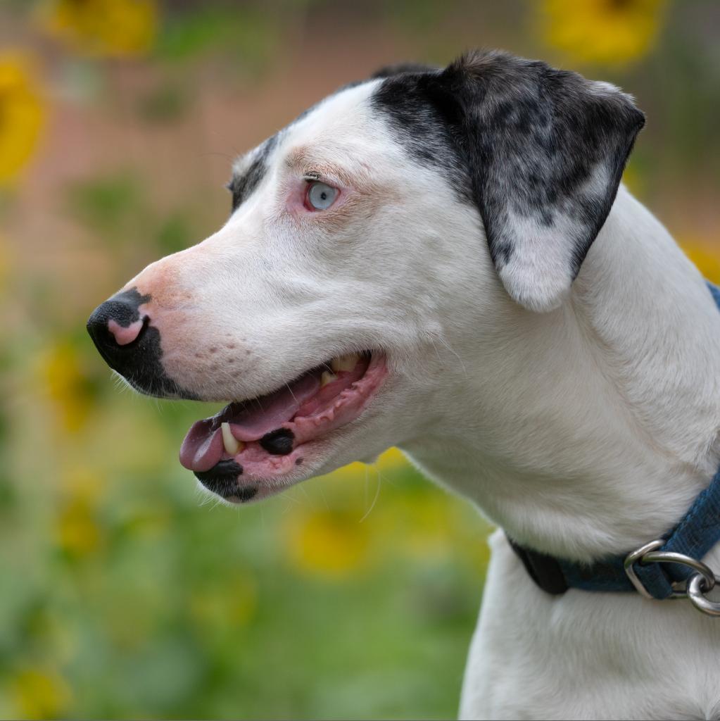 Frankie, an adoptable Catahoula Leopard Dog in Kanab, UT, 84741 | Photo Image 5