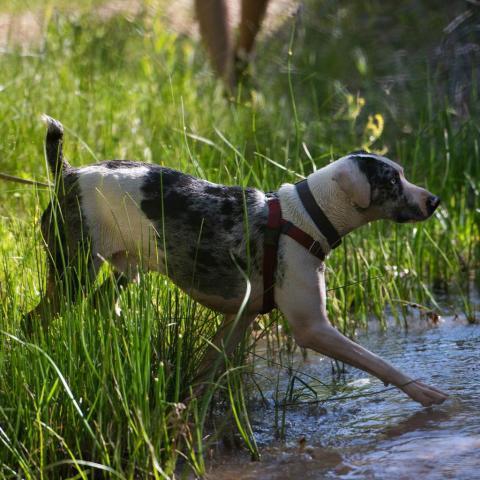 Frankie, an adoptable Catahoula Leopard Dog in Kanab, UT, 84741 | Photo Image 6