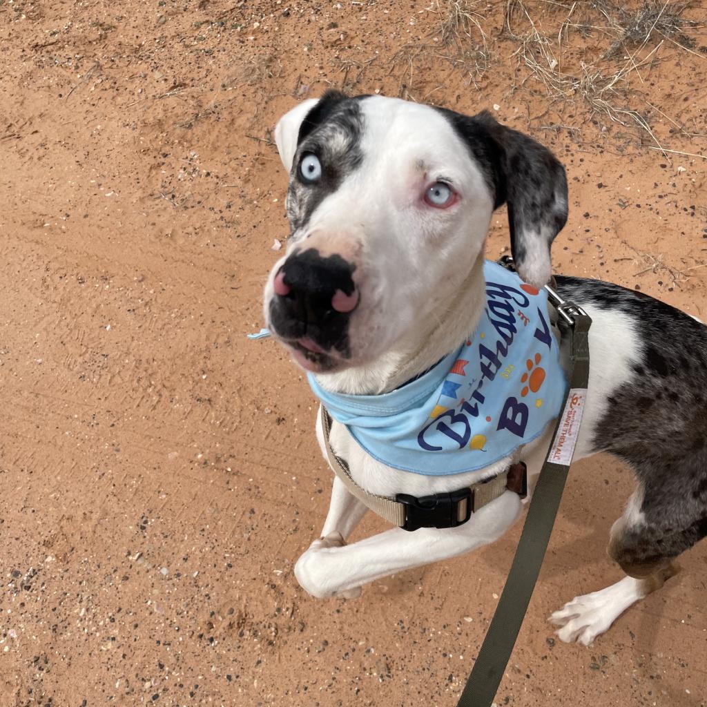 Frankie, an adoptable Catahoula Leopard Dog in Kanab, UT, 84741 | Photo Image 6