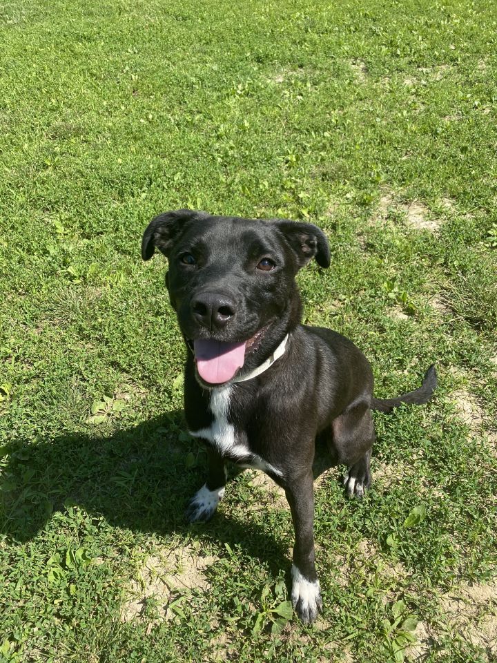 Dog for adoption Tank, a Labrador Retriever & Pit Bull Terrier Mix in