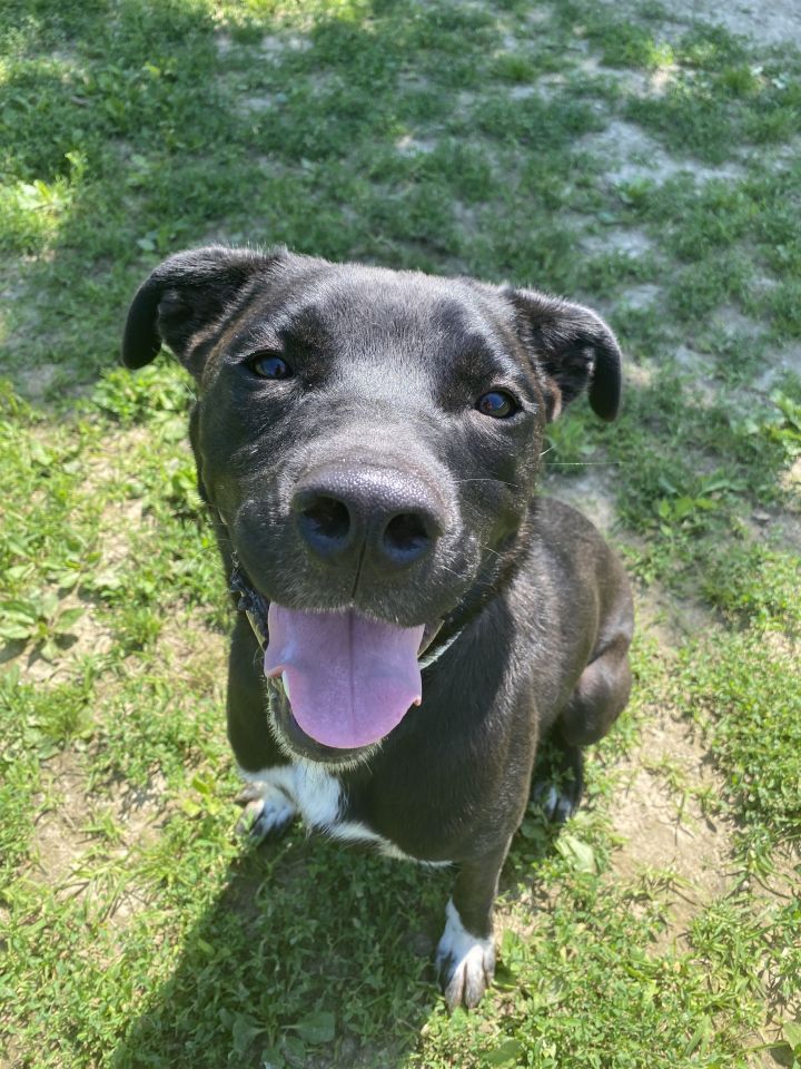 Dog for adoption Tank, a Labrador Retriever & Pit Bull Terrier Mix in