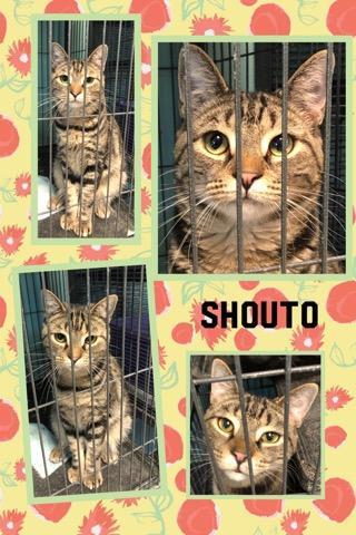 Shouto, an adoptable Domestic Short Hair in Tower City, PA, 17980 | Photo Image 1