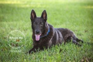 Adopt Delilah a German Shepherd Dog | Female German ...