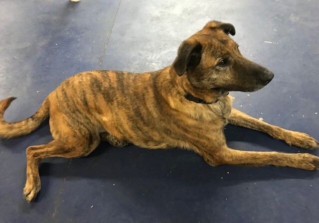 Plott hound cheap shepherd mix