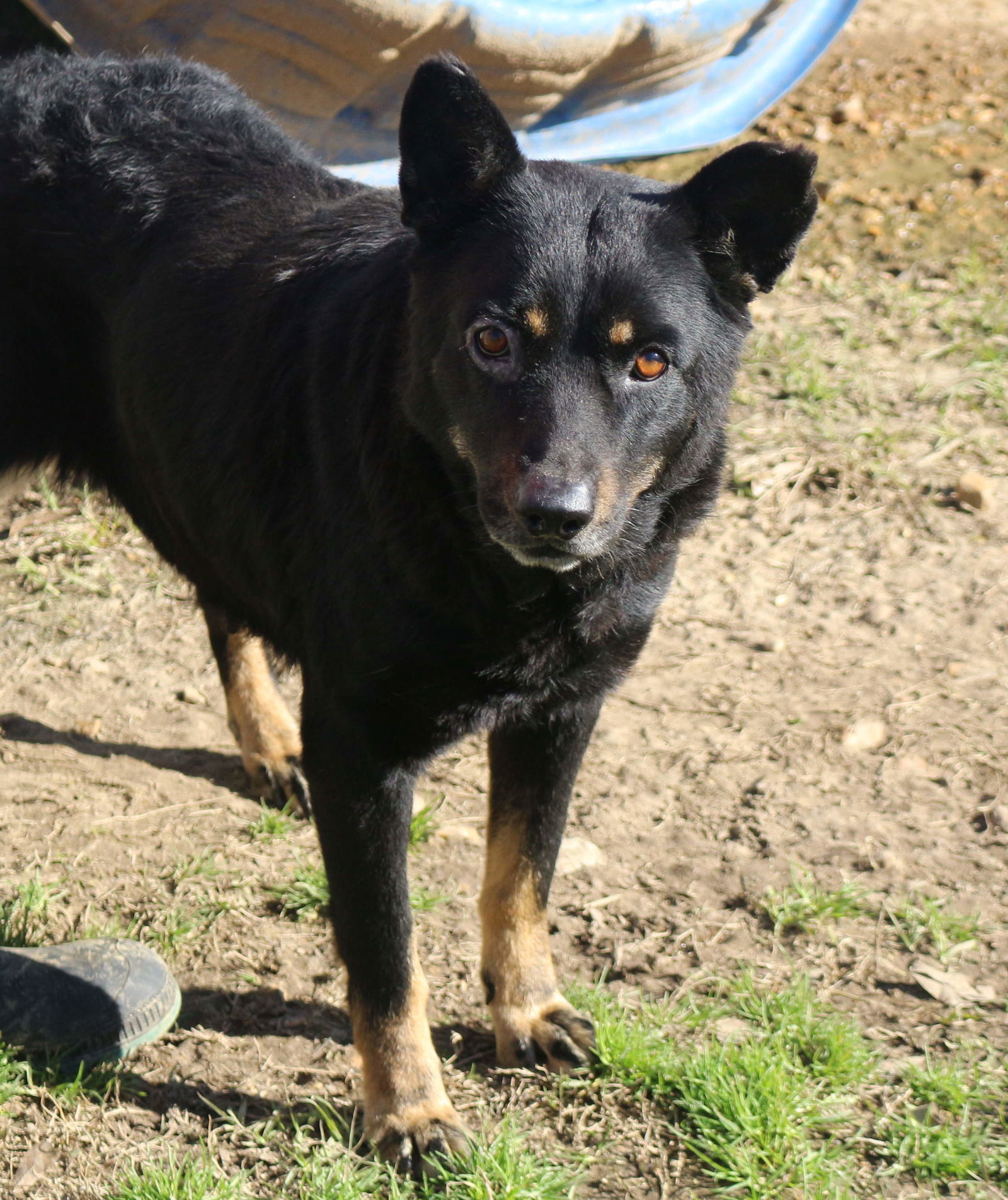 Geraldine, an adoptable Shepherd in Jackson, MS, 39213 | Photo Image 1