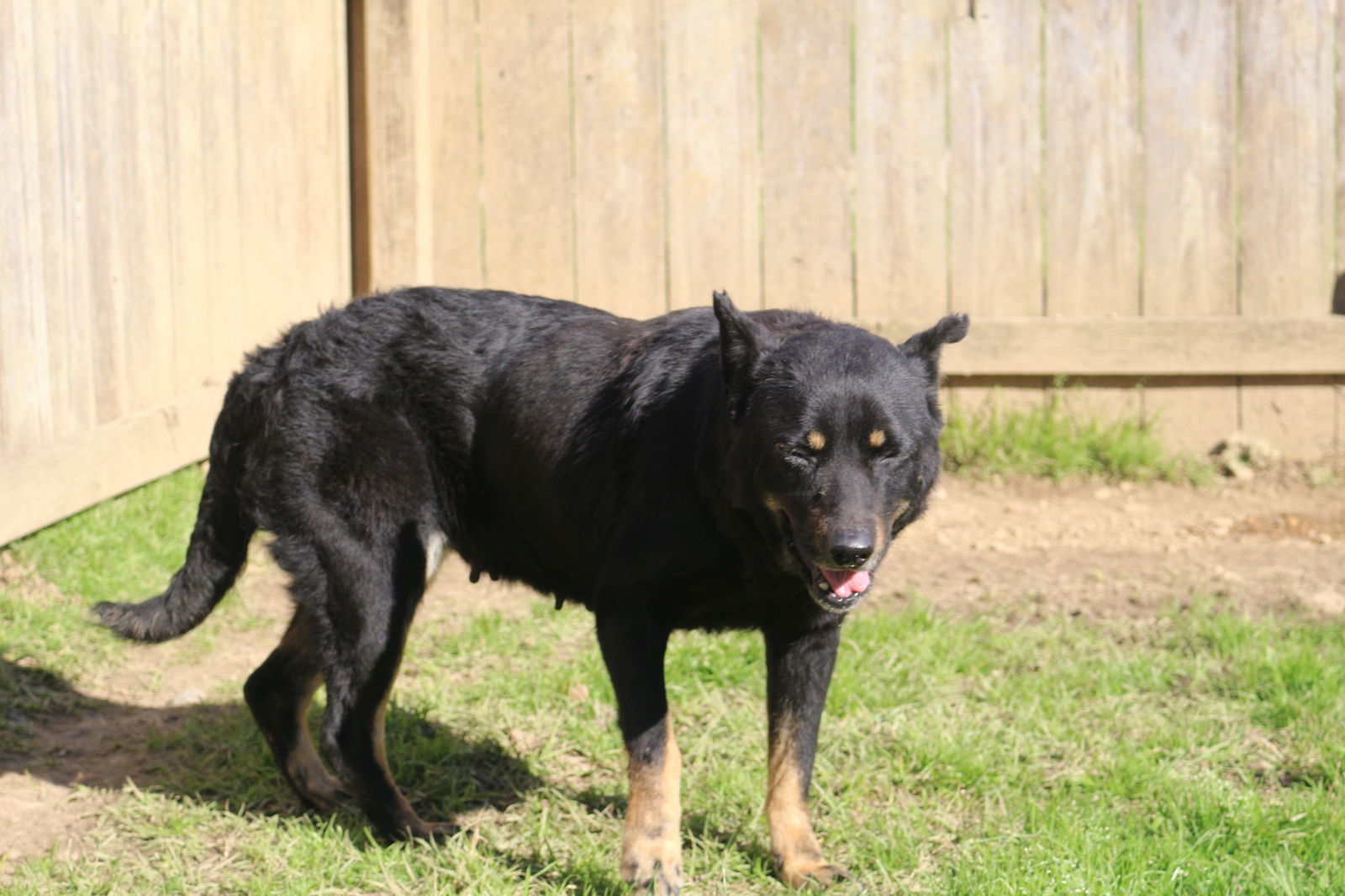 Geraldine, an adoptable Shepherd in Jackson, MS, 39213 | Photo Image 2