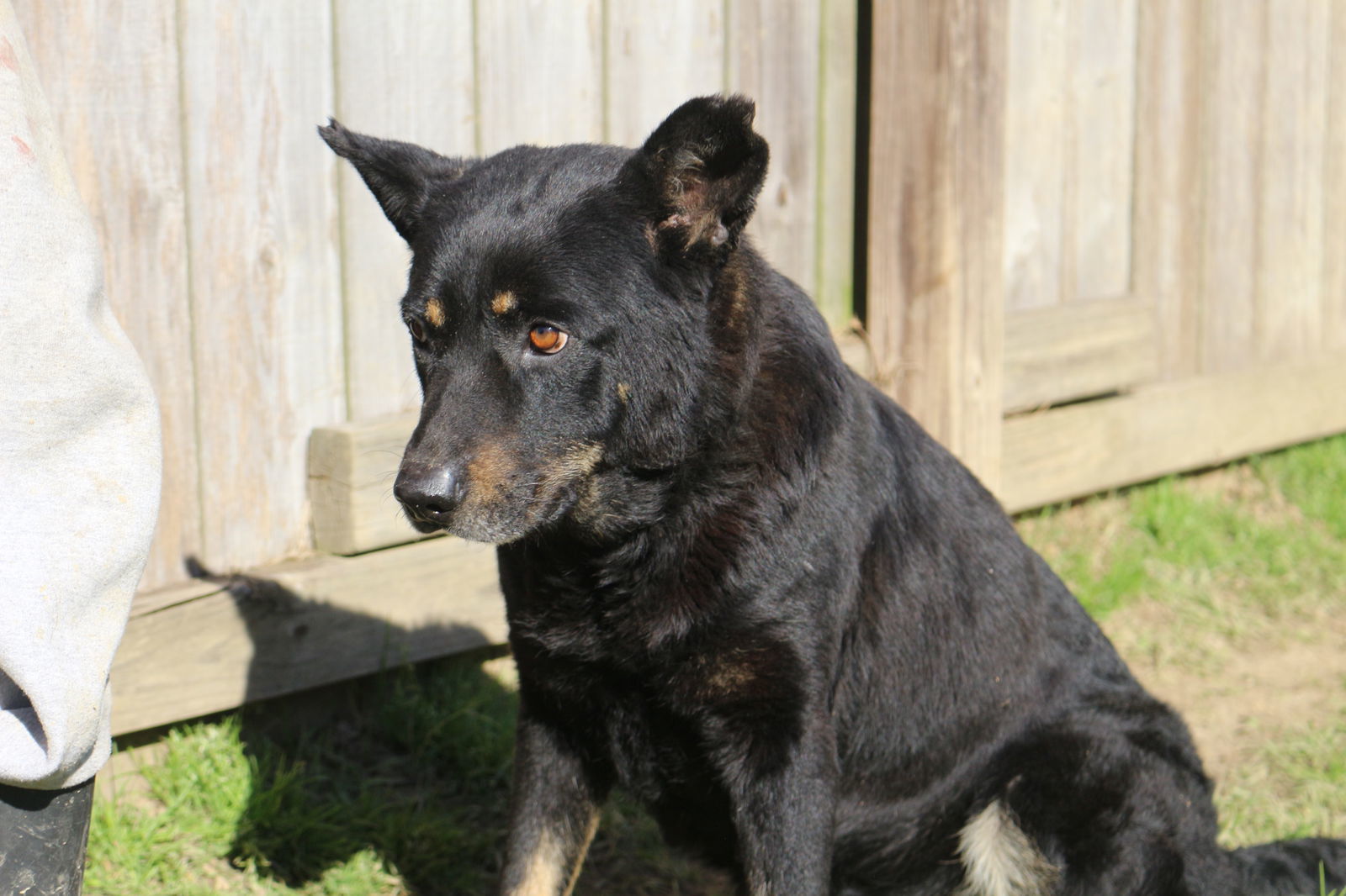 Geraldine, an adoptable Shepherd in Jackson, MS, 39213 | Photo Image 3